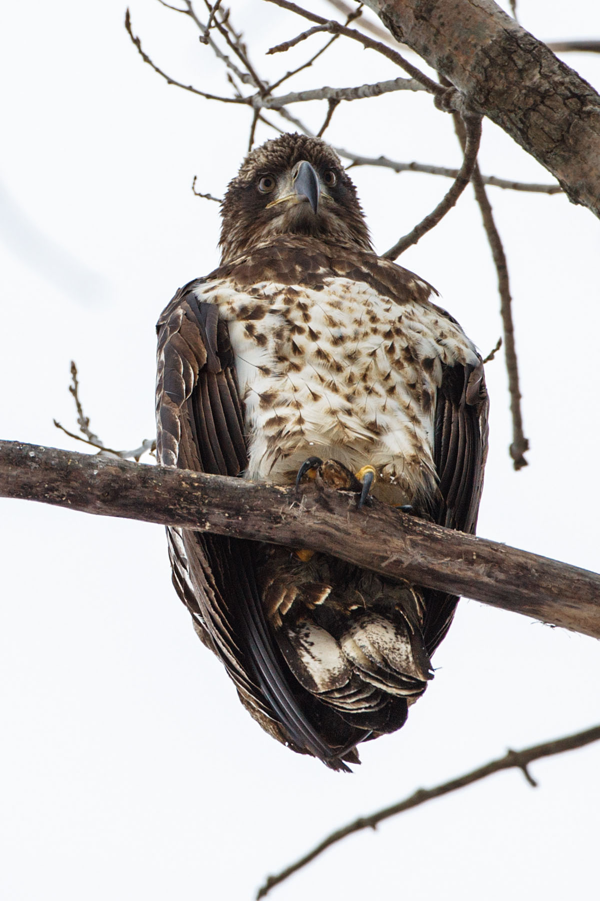 Bald eagle roosting near the Mississippi River, Lock and Dam 18, Illinois.  This is why you get a car with a moonroof.  Click for next photo.