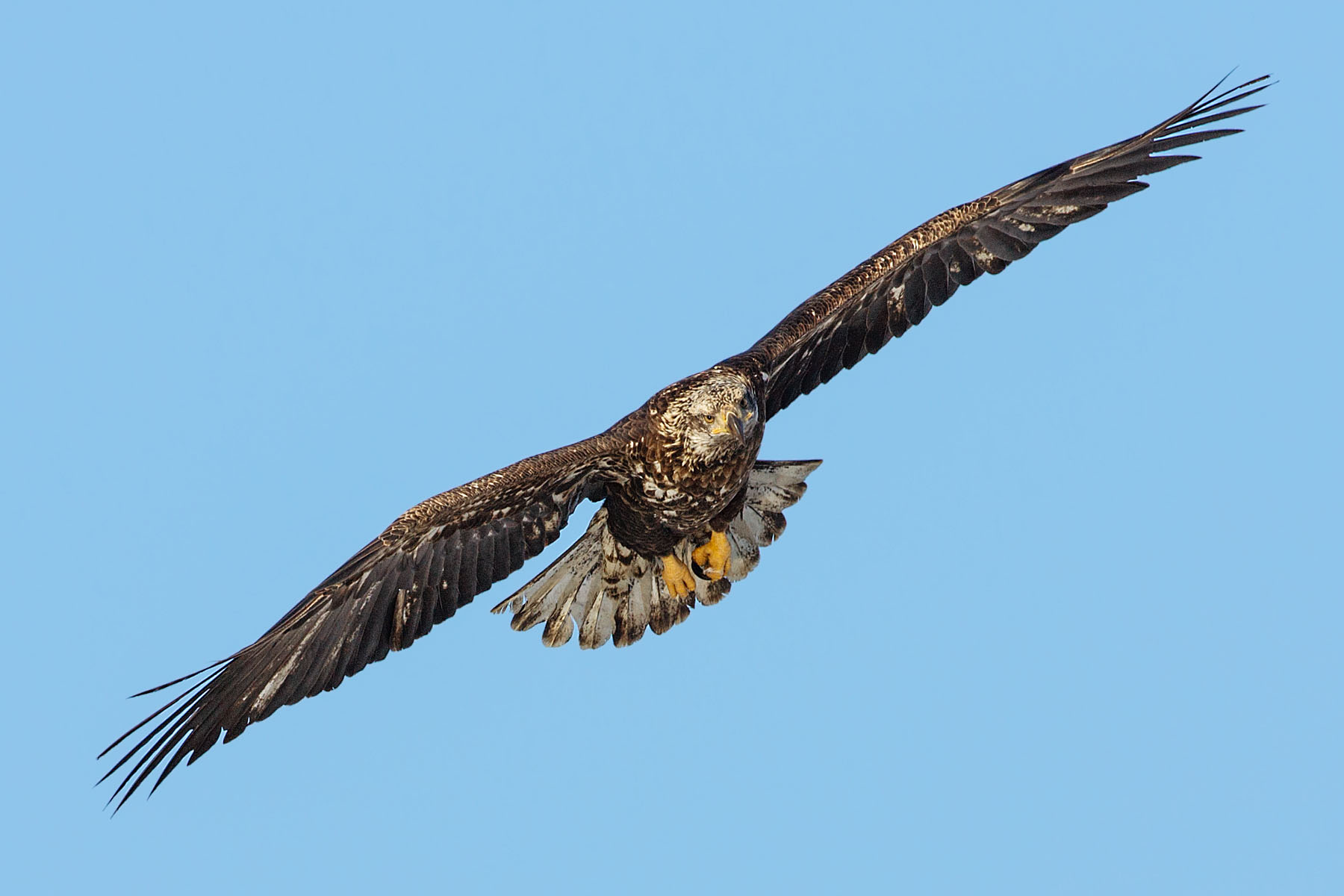 Juvenile bald eagle, Lock and Dam 18, Illinois.  Click for next photo.