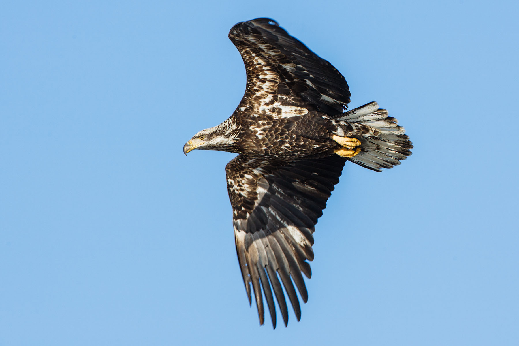 Juvenile bald eagle, Lock and Dam 18, Illinois.  Click for next photo.