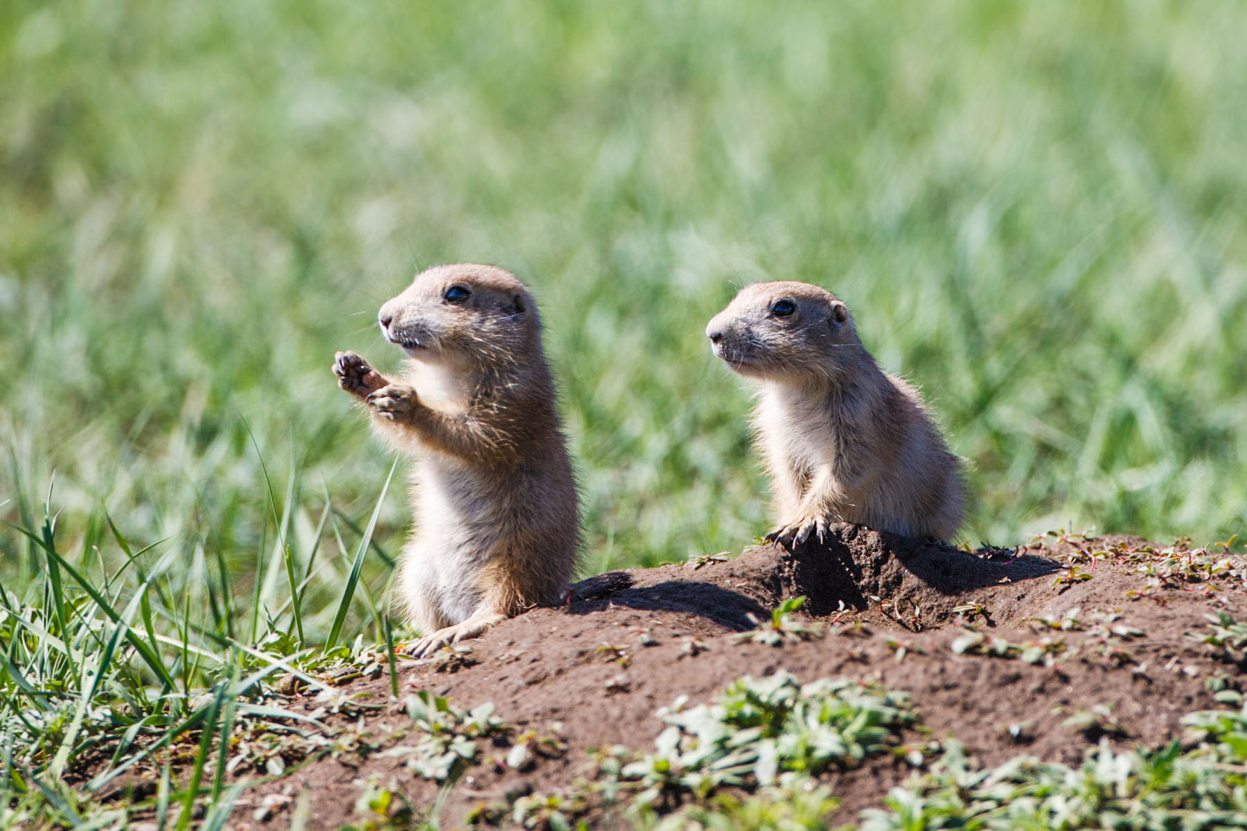 Young prairie dogs, Custer State Park, South Dakota.  Click for next photo.