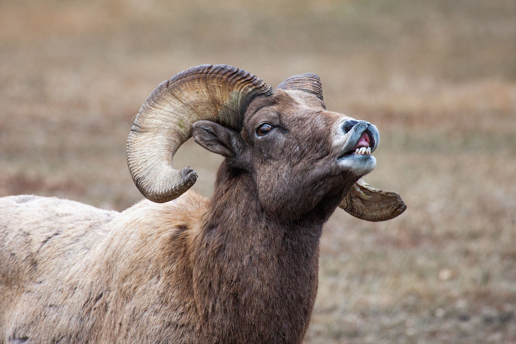 Rocky Mountain Bighorn ram, Custer State Park.  Click for next photo.