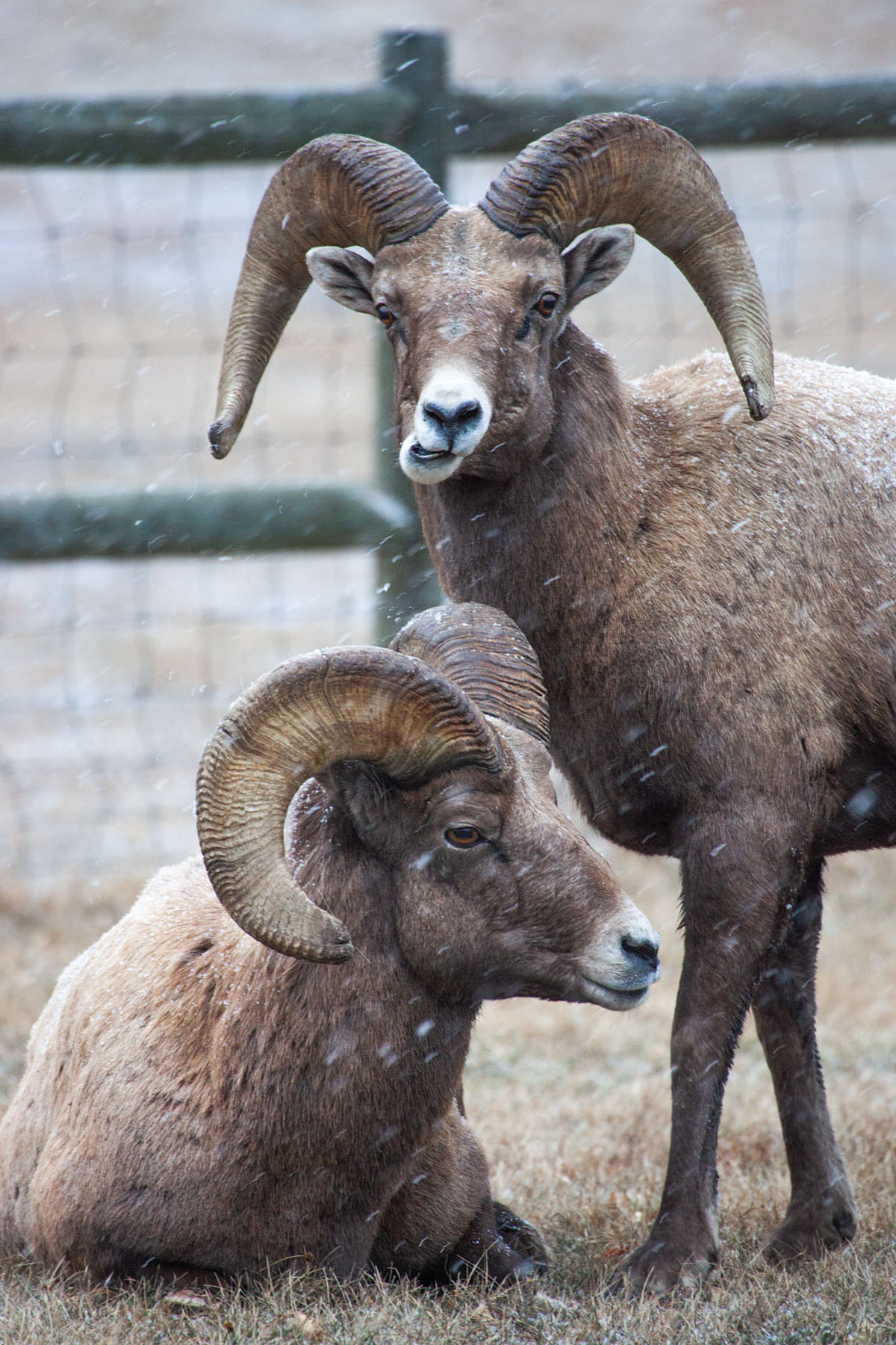 Rocky Mountain Bighorn ram, Custer State Park.  Click for next photo.