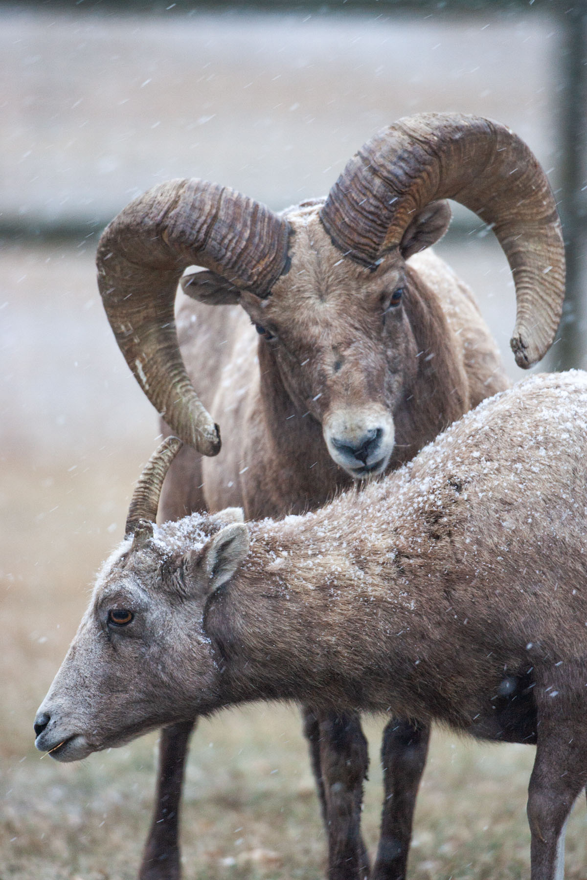 Rocky Mountain Bighorns, Custer State Park.  Click for next photo.
