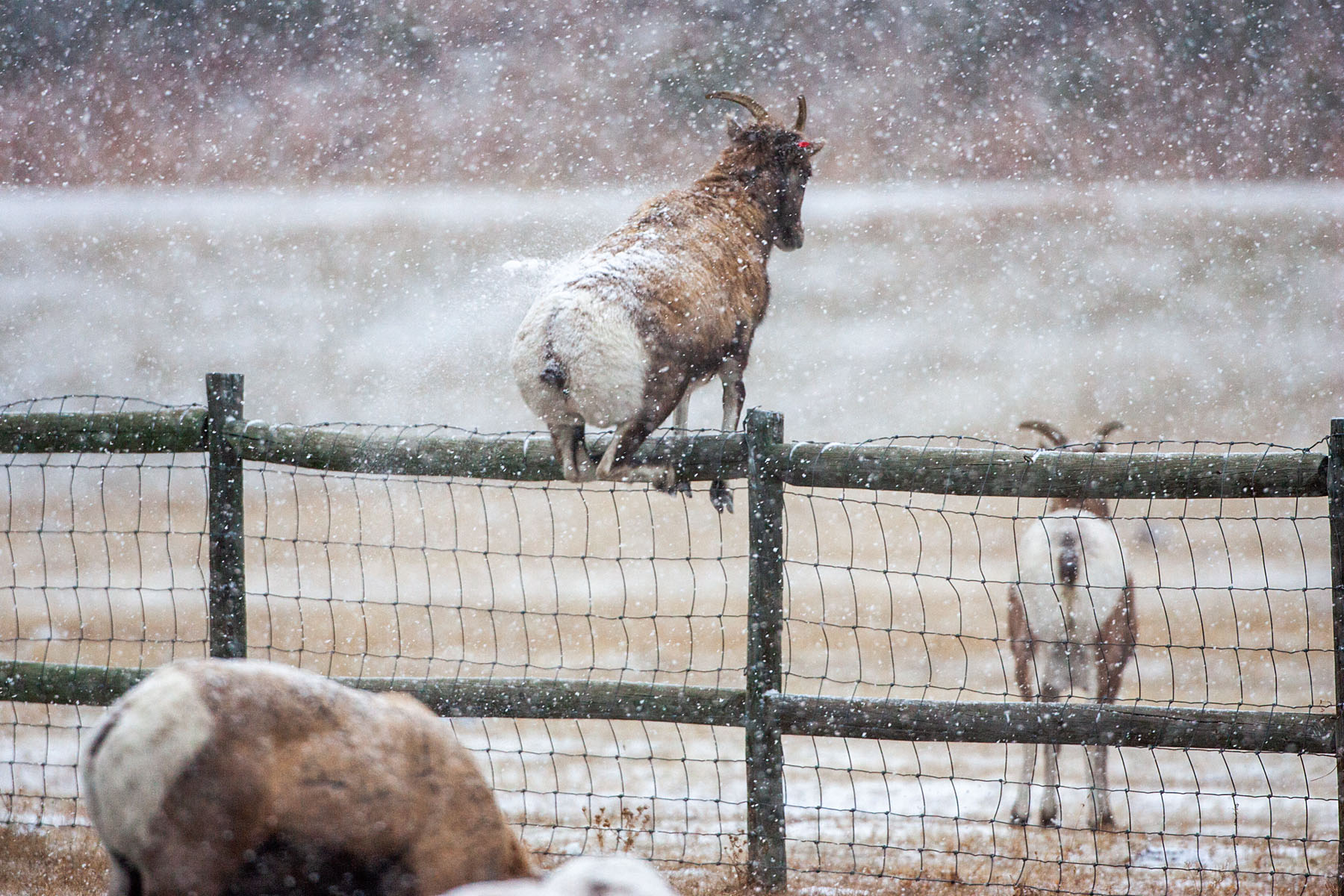 Rocky Mountain Bighorn ewe leaps 4-foot fence, Custer State Park.  Click for next photo.