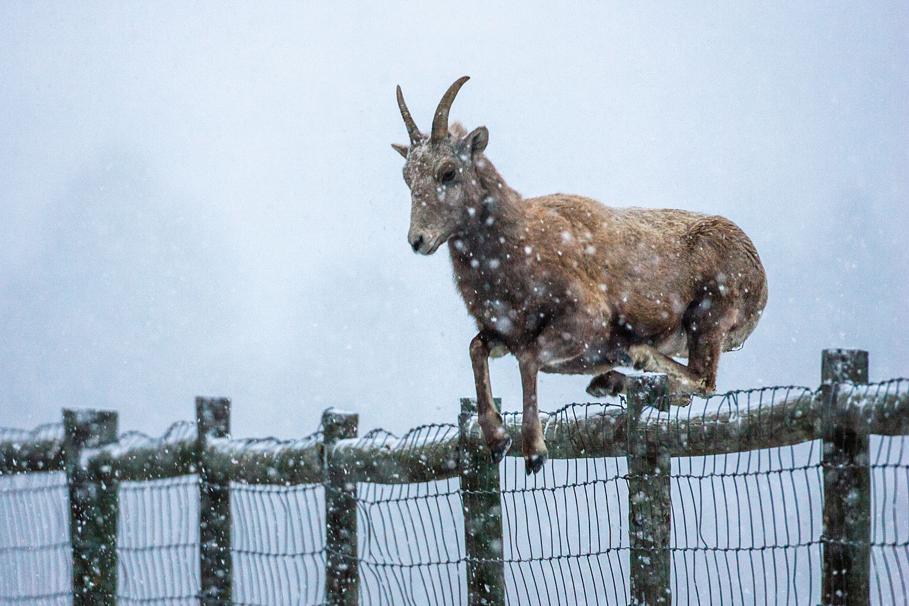 Rocky Mountain Bighorn ewe leaps 4-foot fence, Custer State Park.  Click for next photo.