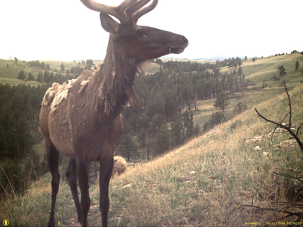 Elk captured by a trail camera, Wind Cave National Park, South Dakota.  Click for next photo.