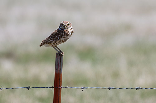 South Dakota Burrowing Owls, click for larger version.