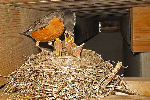 Robin nest, click for larger version.