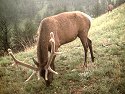 Elk taken with trail cam, Wind Cave National Park, South Dakota.
