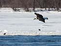 Bald eagle gliding over the Mississippi River, Keokuk, Iowa.