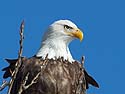 Bald eagle roosting along the Mississippi River in Keokuk, Iowa.