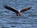 Bald eagle sets up for the catch, Keokuk, Iowa.  See next photo for the result.