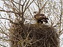 Golden eagles in nest near Quinn, South Dakota.