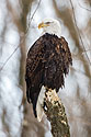 Bald eagle roosting near the Mississippi River, Lock and Dam 18, Illinois.