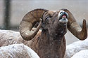 Rocky Mountain Bighorns, Custer State Park.