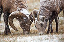 Rocky Mountain Bighorn ram and ewe, Custer State Park.