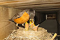 Robin nest under the deck.