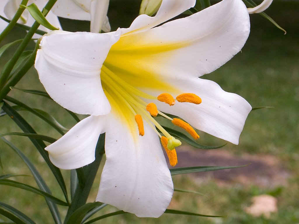 Sakura Park, New York City.  Click for next photo.