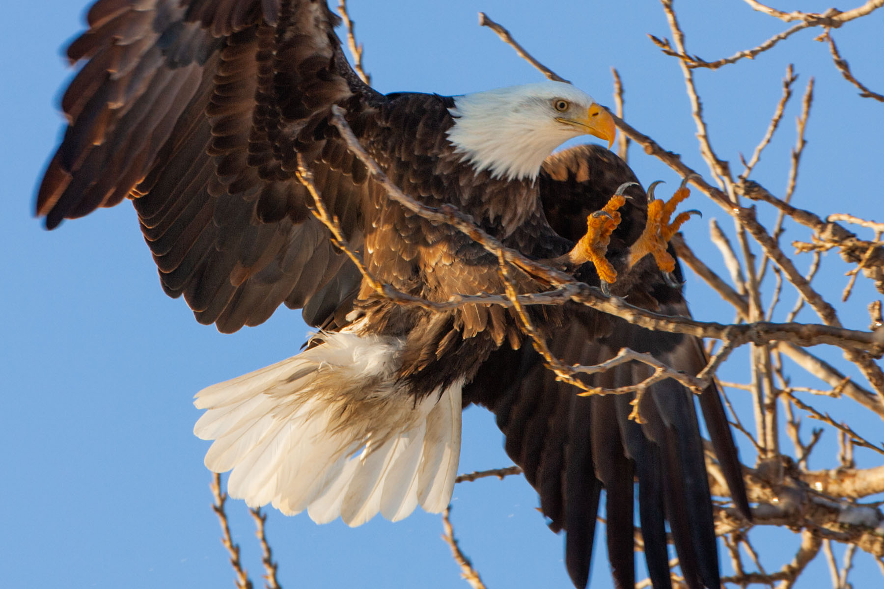 Bald eagle comes in for a landing, Keokuk, IA.  Click for next photo.