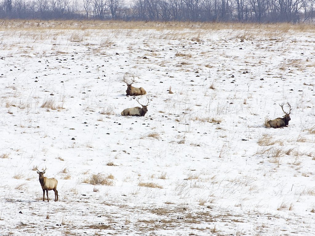 Bull elk resting, Neal Smith NWR, IA.  Click for next photo.