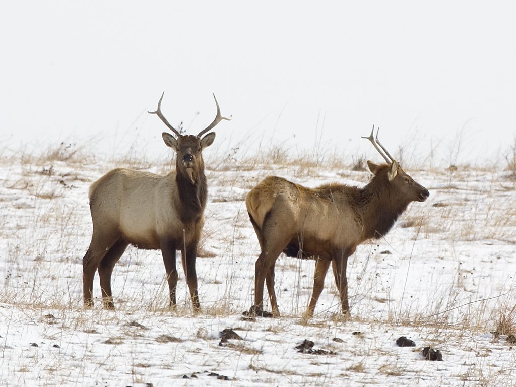 Two young bull elk, Neal Smith NWR, IA.  Click for next photo.