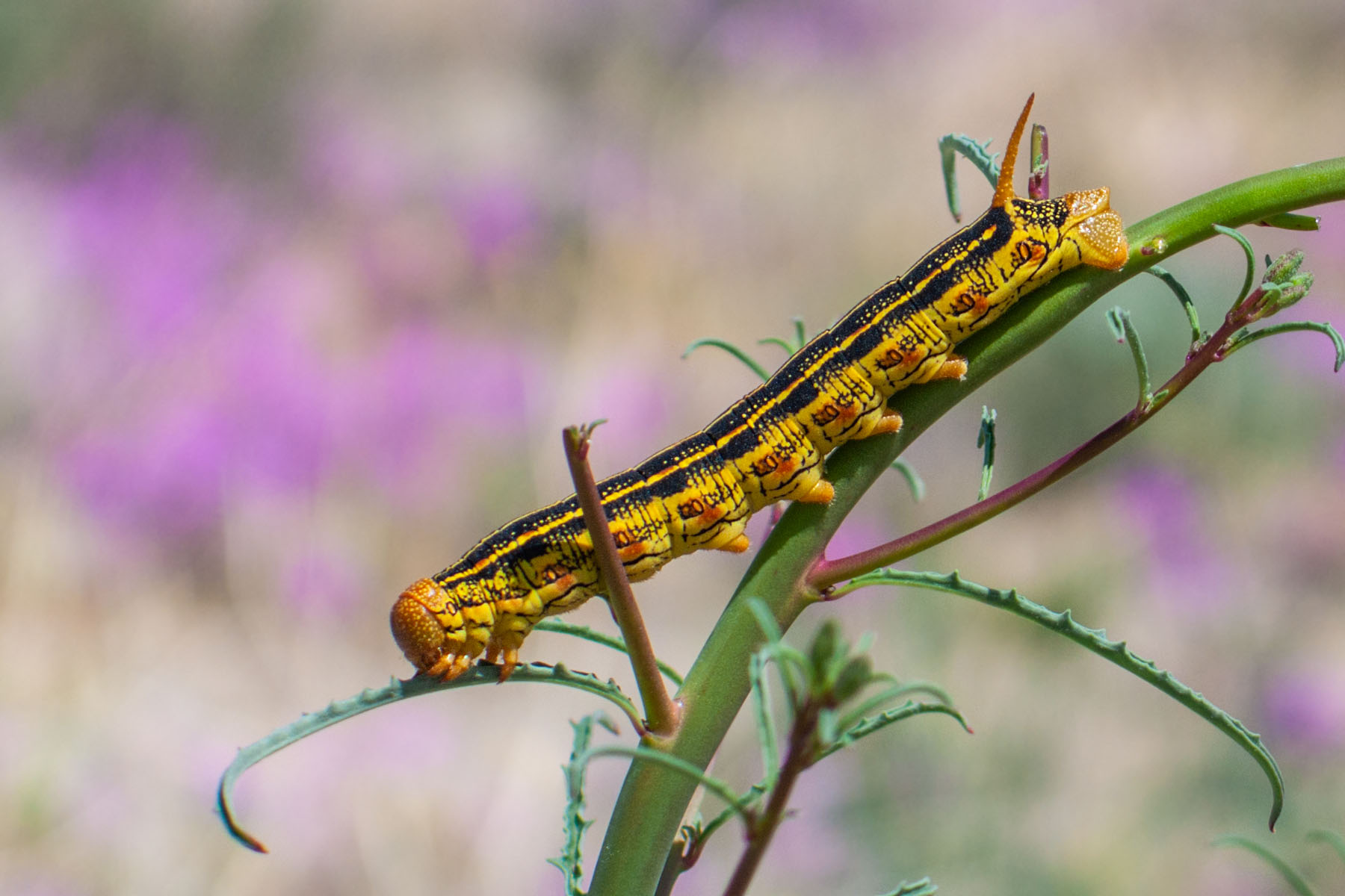 Caterpillar in the desert, Borrego Springs, California.  Click for next photo.