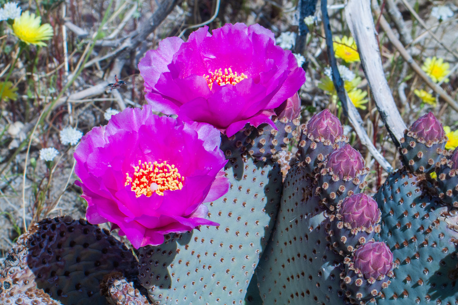 Cactus flowers, Borrego Springs, California.  Click for next photo.
