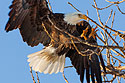 Bald eagle comes in for a landing, Keokuk, IA.