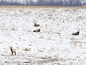 Bull elk resting, Neal Smith NWR, IA.