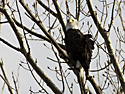 Bald Eagle at Squaw Creek NWR, northwest Missouri.