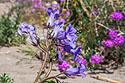 Flowers in the desert, Borrego Springs, California.