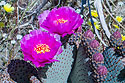 Cactus flowers, Borrego Springs, California.
