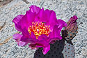 Cactus flower, Borrego Springs, California.