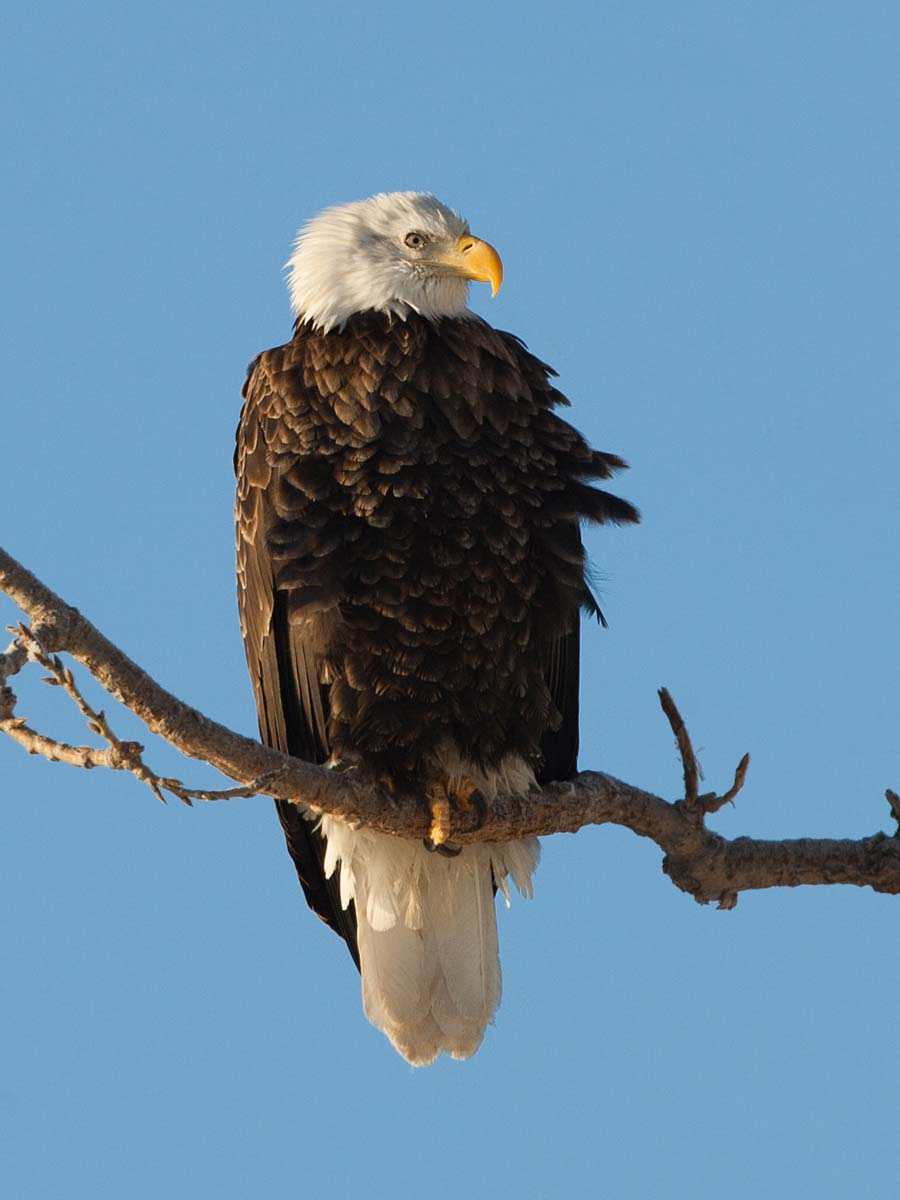 Bald Eagle, Keokuk, Iowa.  Click for next photo.