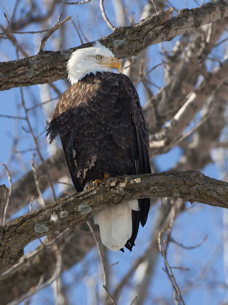 Bald Eagle, Lock & Dam 18, Gladstone, Illinois.  Click for next photo.
