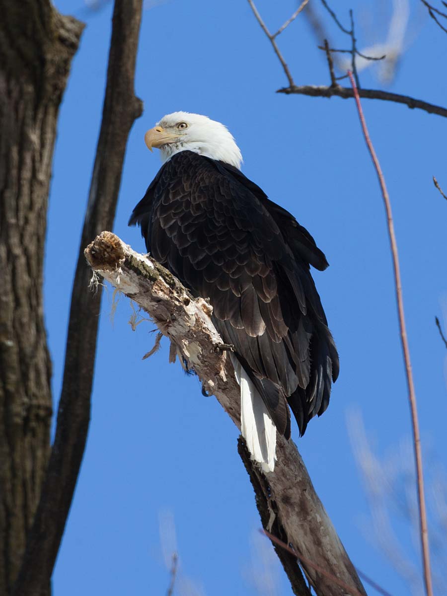 Bald Eagle, Lock & Dam 18, Gladstone, Illinois.  Click for next photo.