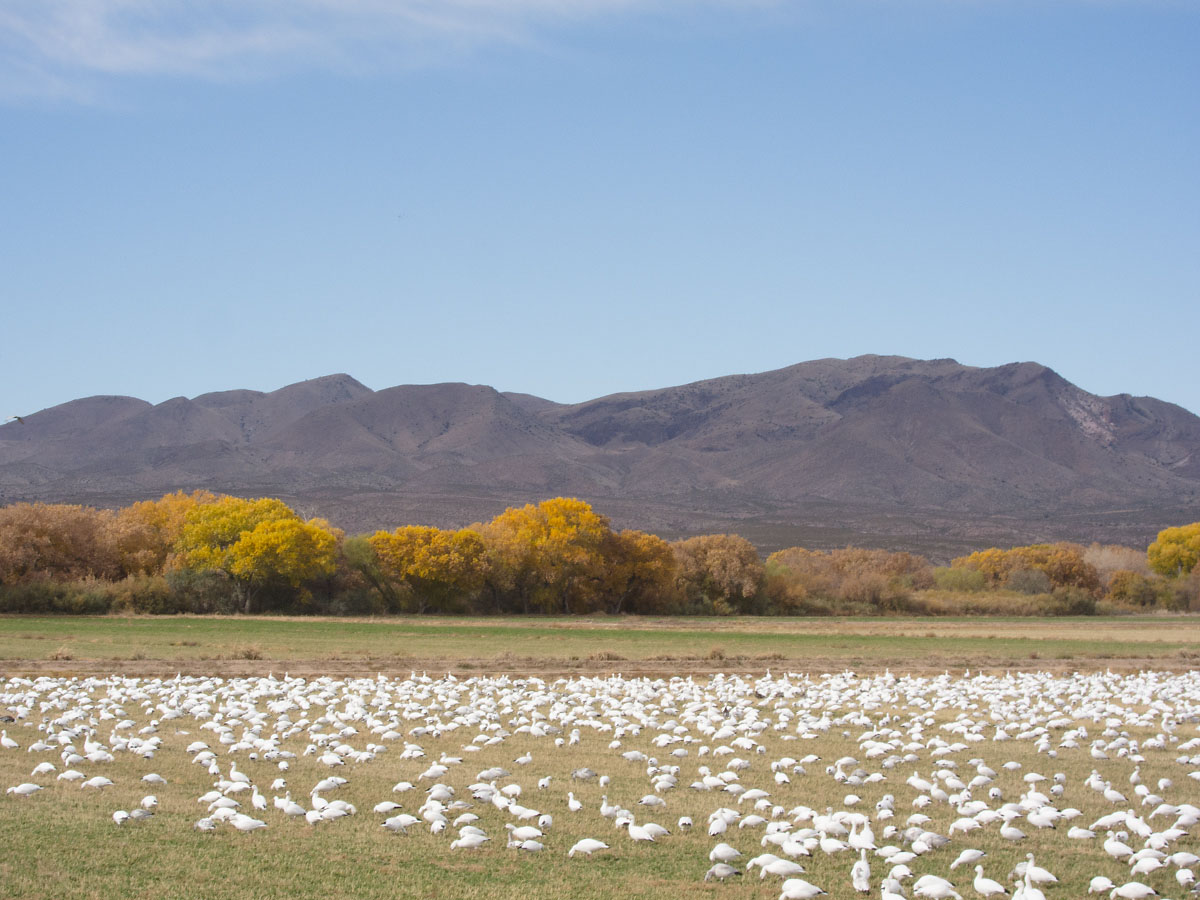 Snow geese, Bosque del Apache NWR, New Mexico.  Click for next photo.