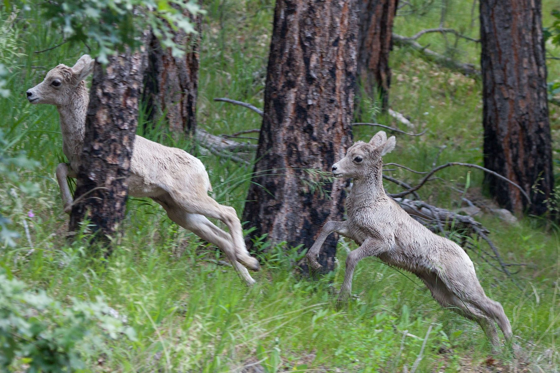 Rocky Mountain Bighorn lambs, Custer State Park.  Click for next photo.