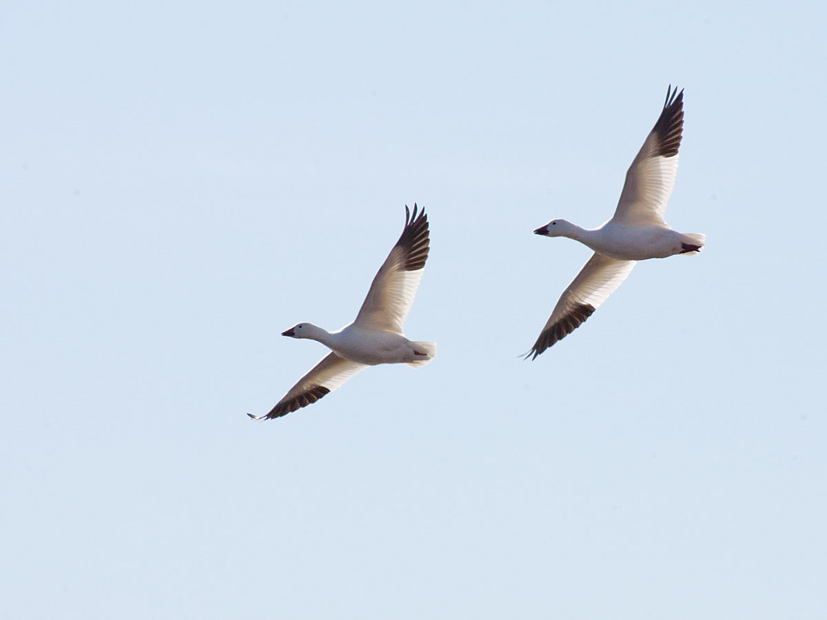 Snow geese, Bosque del Apache NWR, New Mexico.  Click for next photo.