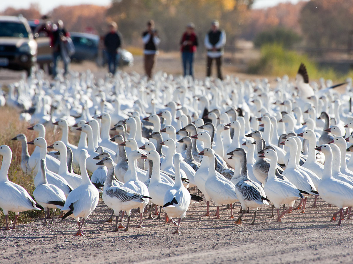 Snow geese on the road, Bosque del Apache NWR, New Mexico.  Click for next photo.