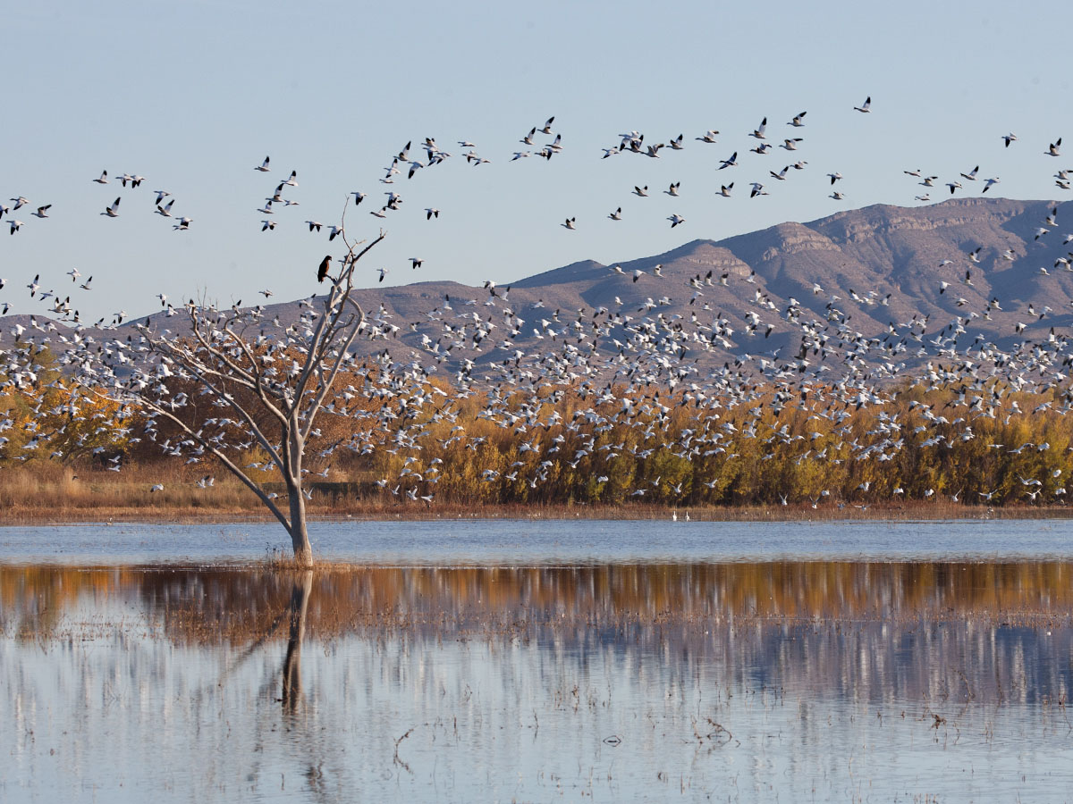 Eagle roosts as snow geese fly by, Bosque del Apache NWR, New Mexico.  Click for next photo.