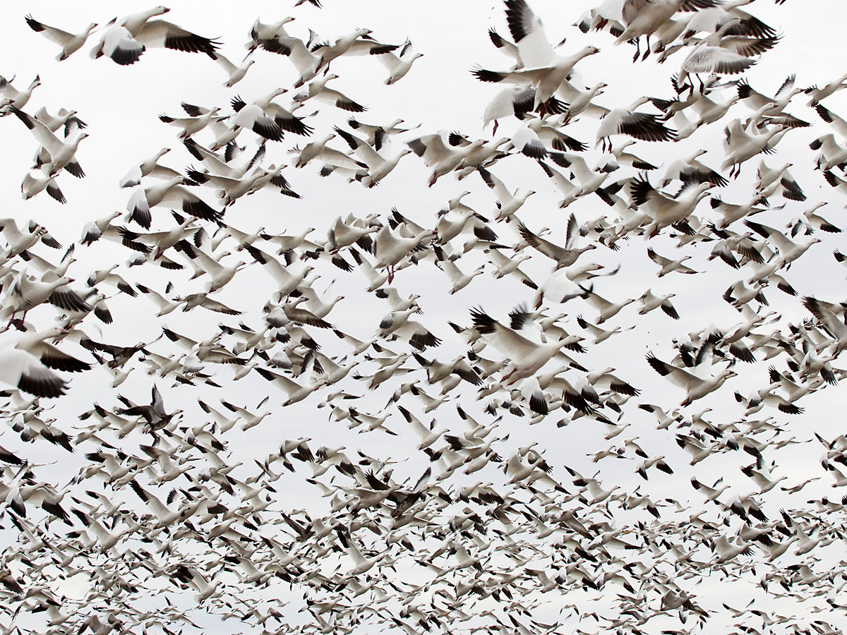 Snow geese, Bosque del Apache NWR, New Mexico.  Click for next photo.