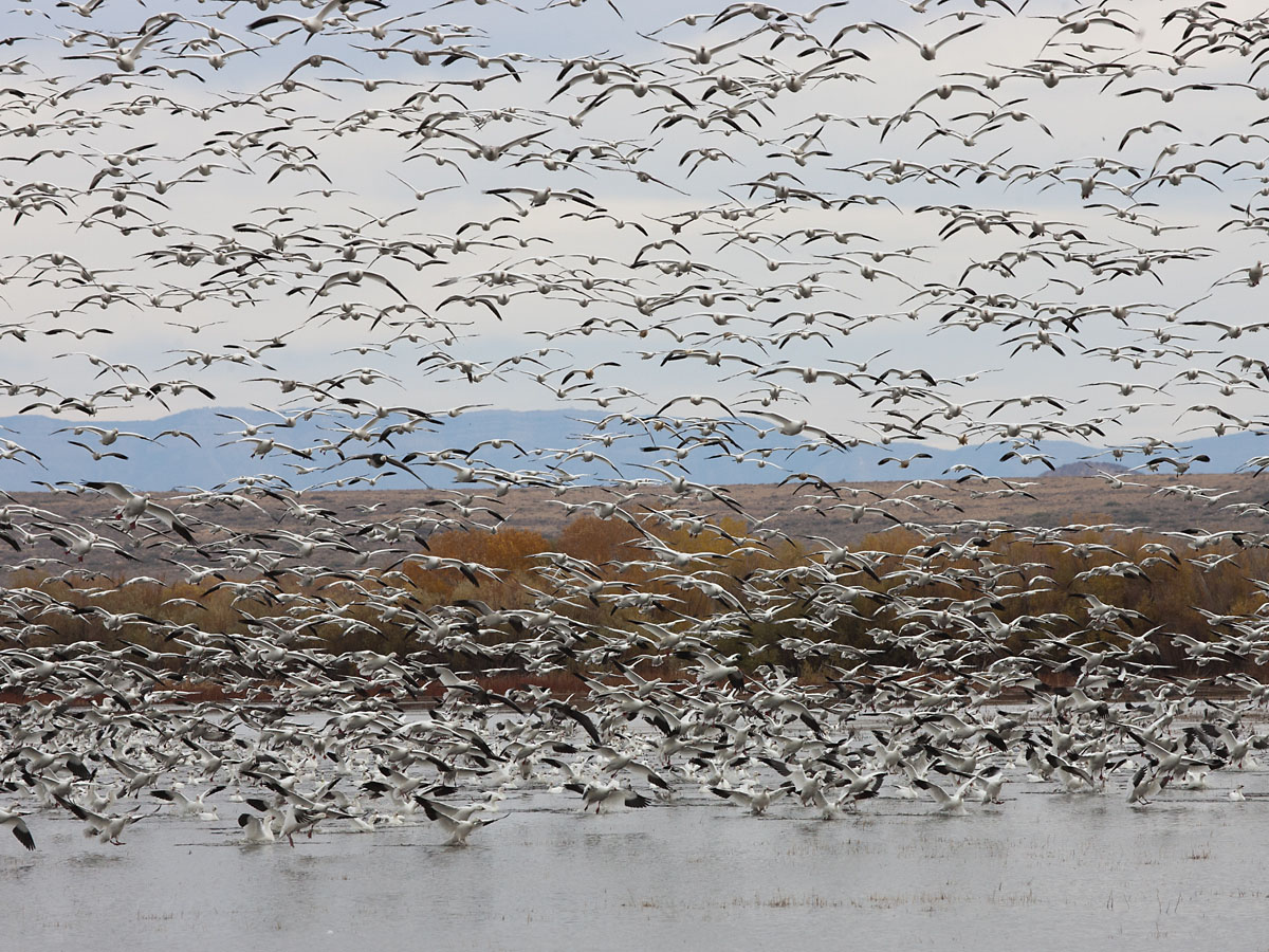 Snow geese, Bosque del Apache NWR, New Mexico.  Click for next photo.