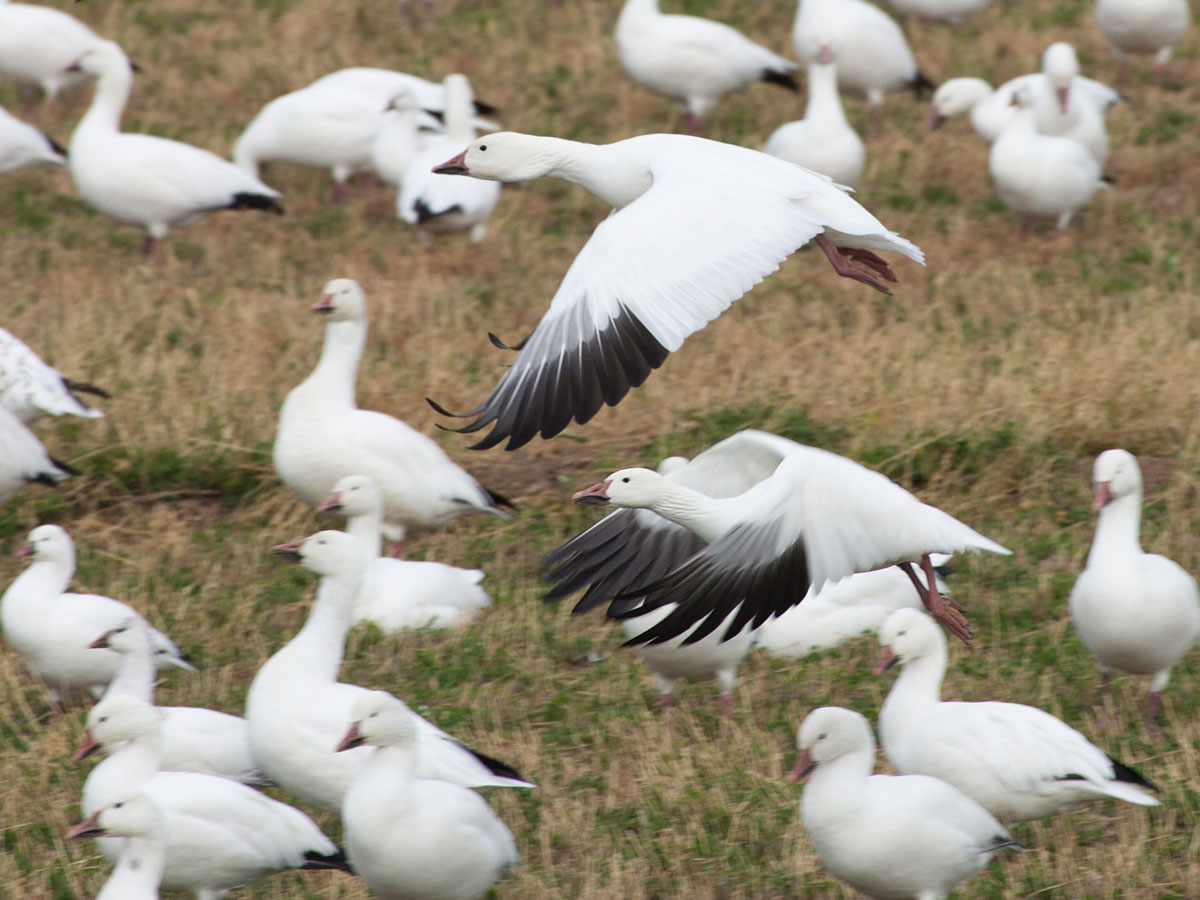 Snow geese, Bosque del Apache NWR, New Mexico.  Click for next photo.