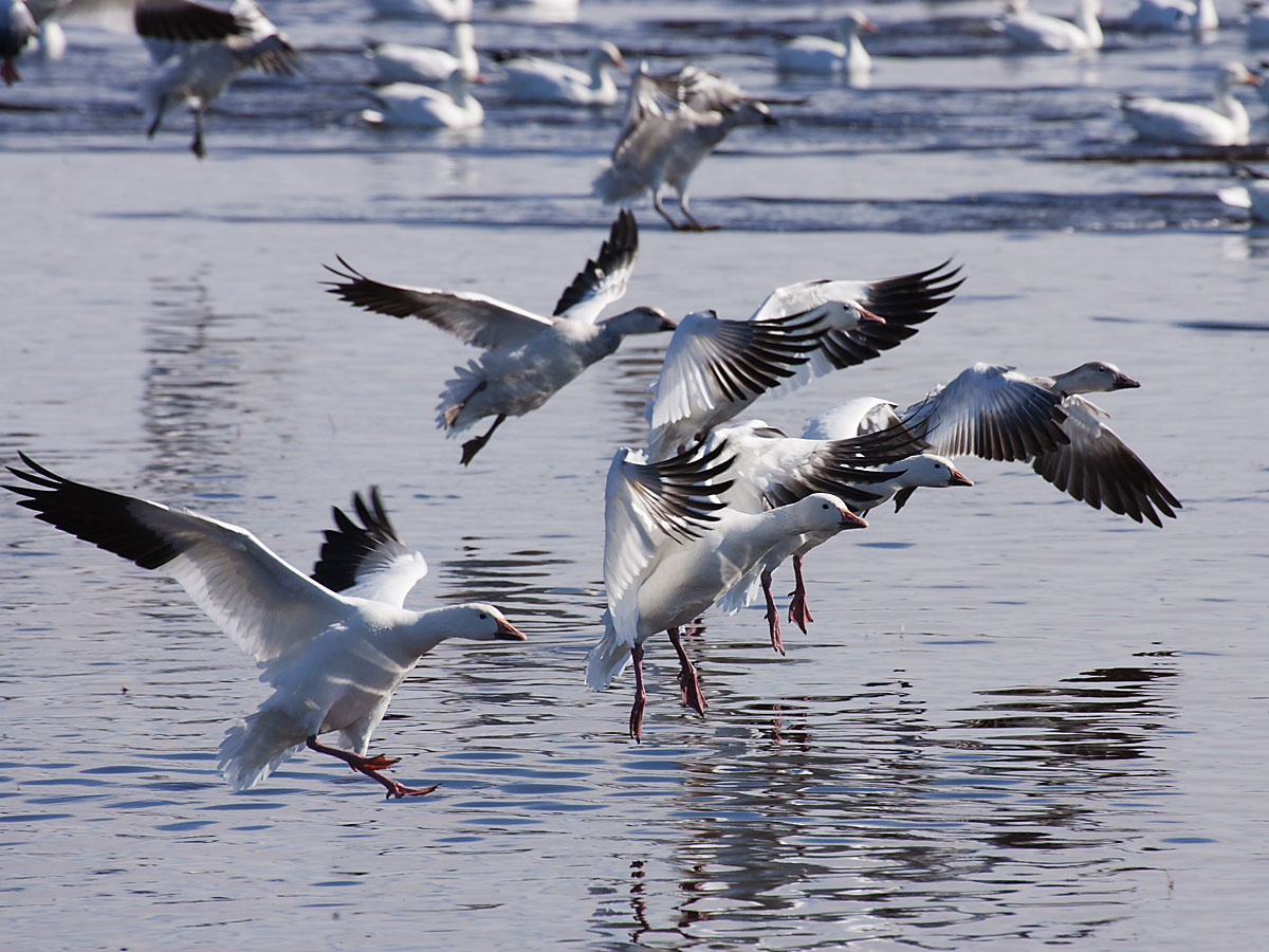 Snow geese, Bosque del Apache NWR, New Mexico.  Click for next photo.