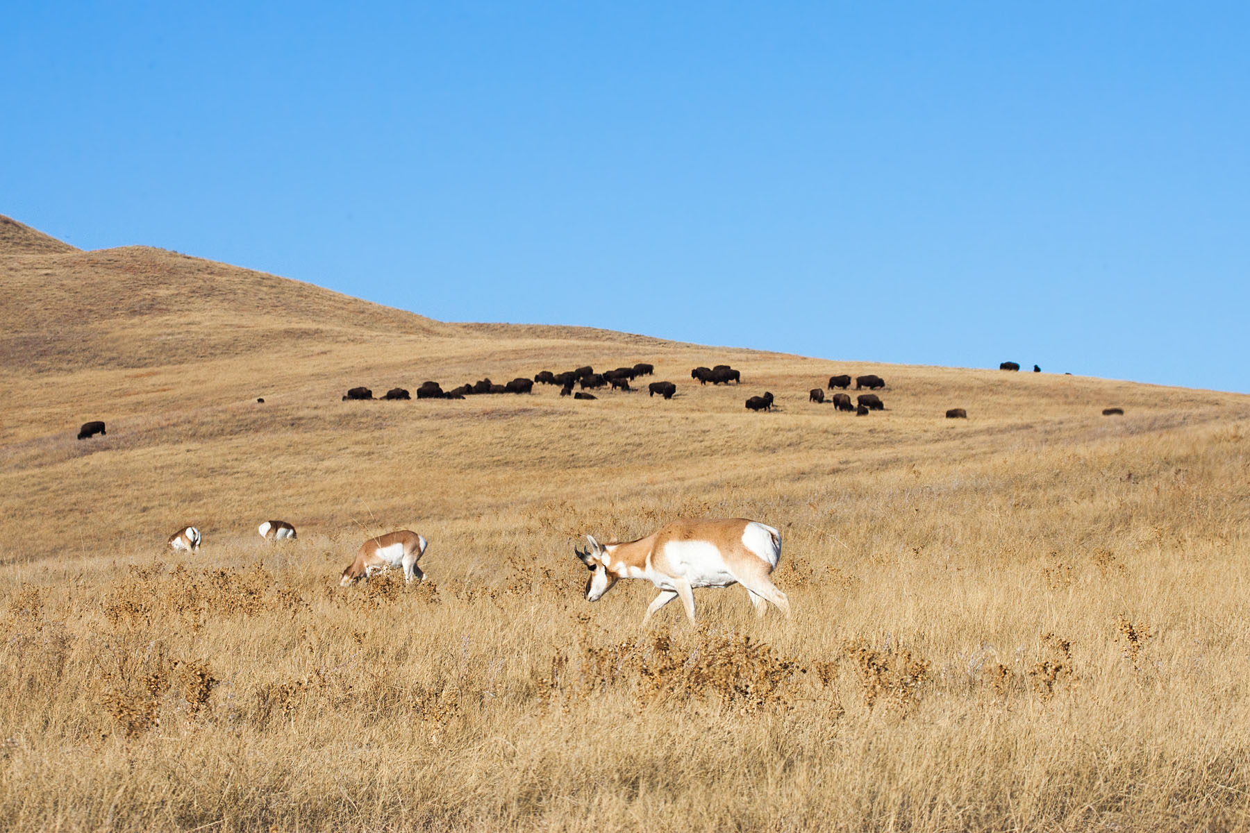 Pronghorns and bison, Custer State Park.  Click for next photo.