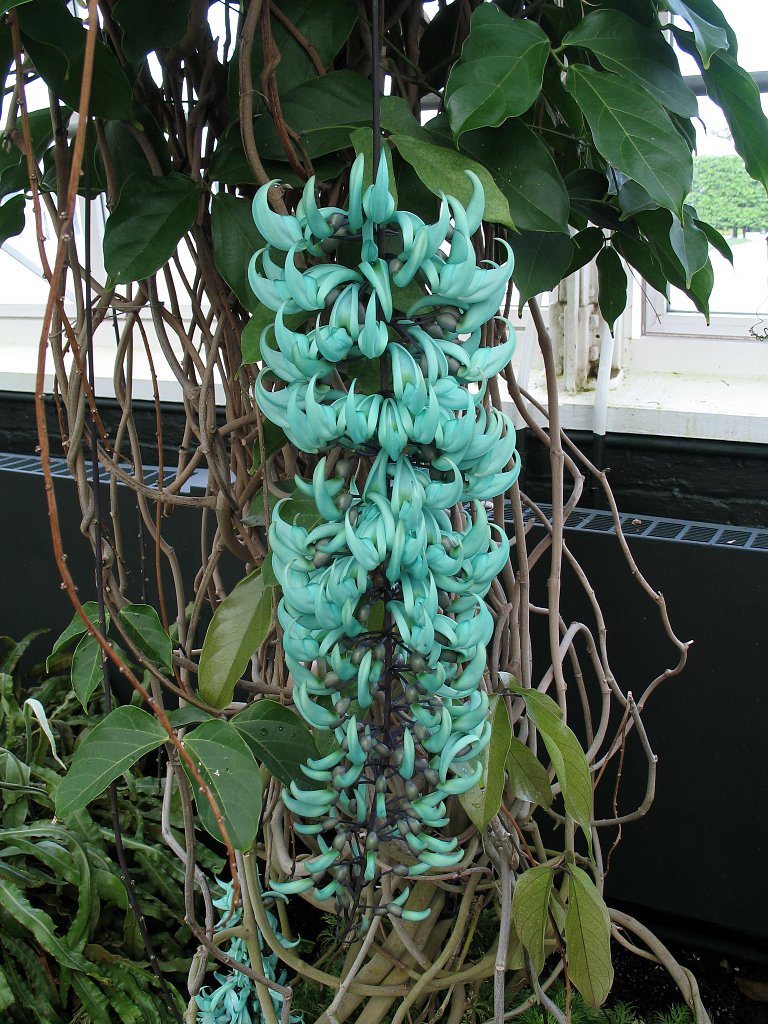 Jade Vine from the Phillipines, New York Botanical Garden.  Click for next photo.