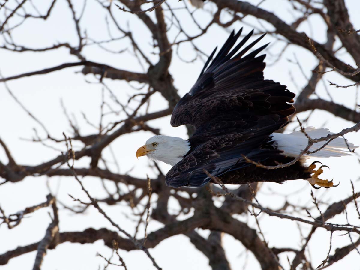 Bald Eagle taking off, Keokuk, Iowa.  Click for next photo.