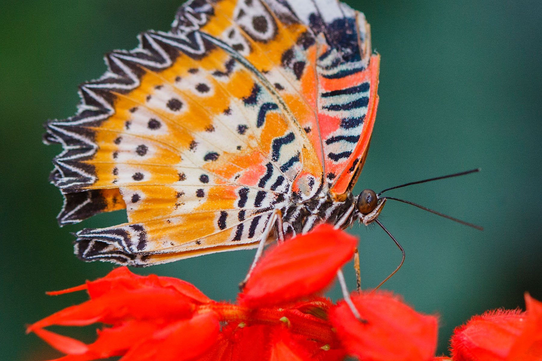 Butterfly, Sertoma Butterfly House, Sioux Falls, SD.  Click for next photo.