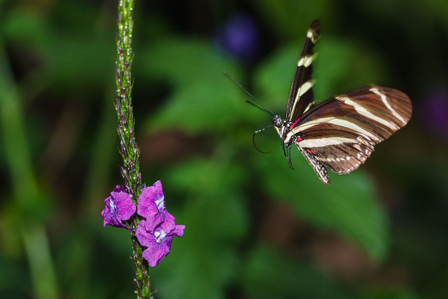 Butterfly, Sertoma Butterfly House, Sioux Falls, SD.  Click for next photo.